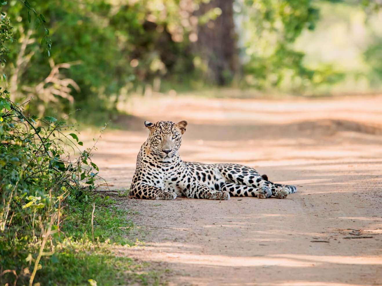 Leopard in Yala National Park