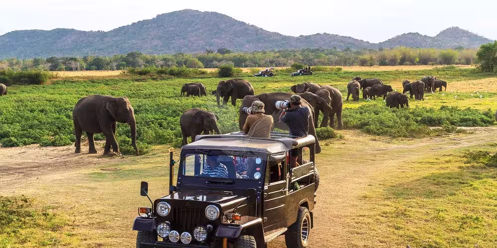 Wildlife Safari Adventure